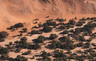 Namib, eine Wüste an der Südwestküste Afrikas / Joshua Kettle / Unsplash