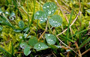 Ein schönes - wenn auch unzureichendes - Bild aus der Natur für die Dreifaltigkeit, dessen sich schon der heilige Patrick bedient haben soll: Das Kleeblatt. Das Fest der Trinitatis feiert die Kirche am ersten Sonntag nach Pfingsten. / Adina Voicu via Pixabay (Gemeinfrei)