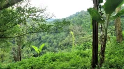 Dschungel in der Provinz Darien in Panama. / UrbanUnique/Shutterstock
