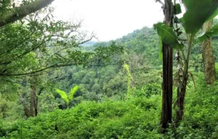 Dschungel in der Provinz Darien in Panama. / UrbanUnique/Shutterstock
