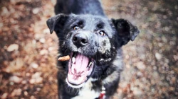 Hostien an Hunde verfüttert: Sakrileg-Vorwurf erschüttert Zürcher Pfarrei / Bild von Felix Wolf auf Pixabay