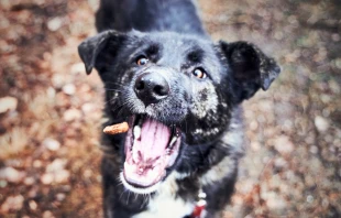 Hostien an Hunde verfüttert: Sakrileg-Vorwurf erschüttert Zürcher Pfarrei / Bild von Felix Wolf auf Pixabay