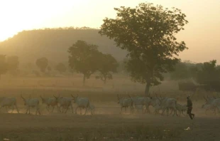 Ein Fulani-Hirte in Kamerun. /  Philippe Semanaz via Flickr (CC BY-SA 2.0).