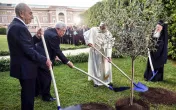 Papst Franziskus pflanzte am 14. Juni 2014 gemeinsam mit dem Präsidenten von Israel, Shimon Peres, und dem Palästinenserführer Mahmud Abbas einen Oliv