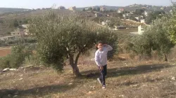 Olivenernte in der Grenzgemeinde Remeish im Libanon, inmitten der neuen Kämpfe. / Rmeish / Facebook page