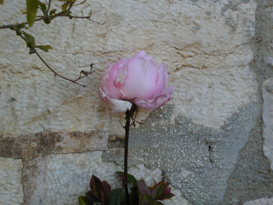 Die Rose im Garten der Abtei Dormitio in Jerusalem