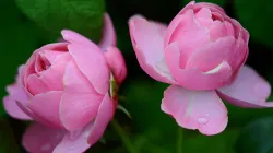 Liebe ist wie die Knospe einer Blume: Sie muss sich jeden Tag neu öffnen. / GLady via Pixabay (Gemeinfrei)