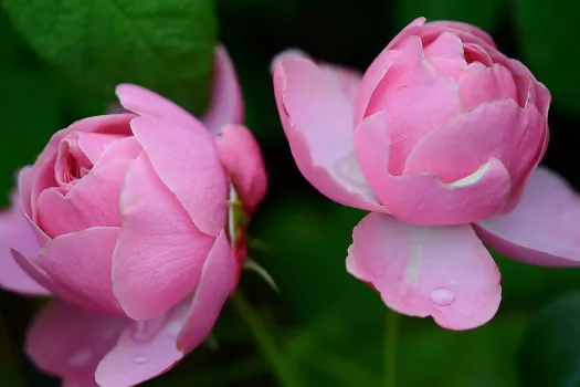 Liebe ist wie die Knospe einer Blume: Sie muss sich jeden Tag neu öffnen. / GLady via Pixabay (Gemeinfrei)