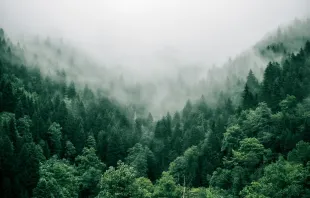 Wald im Nebel (Symbolbild) / Marita Kavelashvili / Unsplash