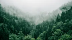 Wald im Nebel (Symbolbild) / Marita Kavelashvili / Unsplash