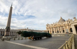 Ankunft des Weihnachtsbaums im Vatikan am 21. November 2024 / Daniel Ibáñez / EWTN News