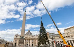 Aufbau des Weihnachtsbaums auf dem Petersplatz am 23. November 2023. / Daniel Ibáñez / CNA Deutsch