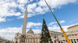 Aufbau des Weihnachtsbaums auf dem Petersplatz am 23. November 2023. / Daniel Ibáñez / CNA Deutsch
