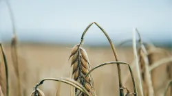 Im Jahr 2007 wurden auf der Erde 2.316 Milliarden Tonnen Getreide geerntet.  / Unsplash via Pixabay (Gemeinfrei)