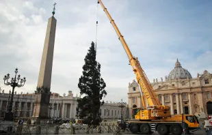 Jedes Jahr spendet eine andere Region oder Nation den Weihnachtsbaum für den Petersplatz. / CNA/Lucia Ballester