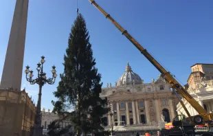 Errichtung der Fichte auf dem Petersplatz / CNA/Alan Holdren