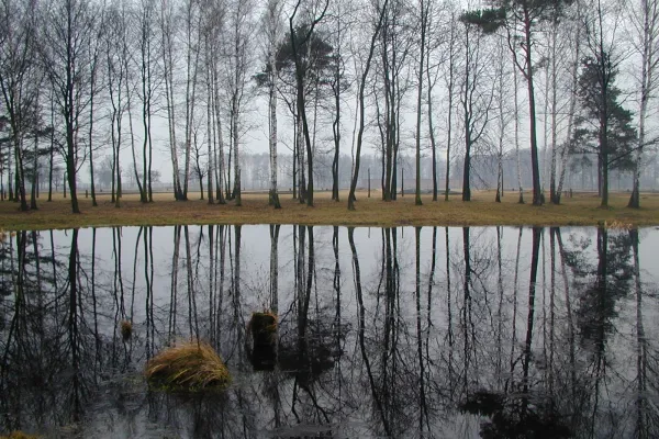 Das feuchte Grab der Asche der Heiligen vor den Birken von Birkenau.  / Paul Badde / EWTN