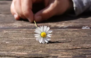 "Ich möchte gern recht lieb zu dir sein, kindliche Unschuld, zärtliche Erinnerung, Anspruchslosigkeit, Bescheidenheit" – laut "Blumenknigge" die Aussage eines geschenkten Gänseblümchens / Rebecca Schönbrodt-Rühl via Pixabay (Gemeinfrei)