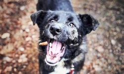 Hostien an Hunde verfüttert: Sakrileg-Vorwurf erschüttert Zürcher Pfarrei / Bild von Felix Wolf auf Pixabay