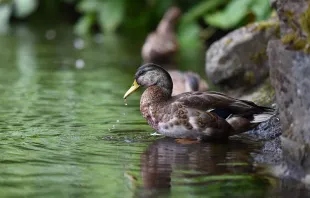 'Es ist unsere Pflicht, dem Schöpfer für das beeindruckende und wunderbare Geschenk der großen Wasser und alles, was in ihnen ist (vgl. Gen 1,20-21; Ps 146,6), zu danken und ihn dafür zu loben, dass er die Erde mit den Ozeanen wie ein Kleid bedeckt hat (vgl Ps 104,6)'.  / Pixabay (CC0)