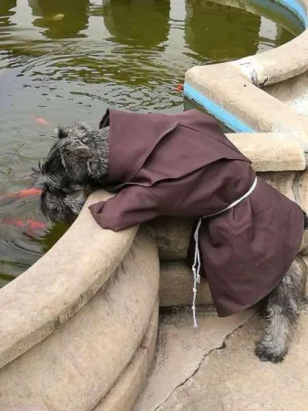 Bruder Schnurrbart "predigt" gern zu den Fischen. 