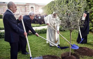 Papst Franziskus pflanzte am 14. Juni 2014 gemeinsam mit dem Präsidenten von Israel, Shimon Peres, und dem Palästinenserführer Mahmud Abbas einen Olivenbaum in den Vatikanischen Gärten. / Vatican Media