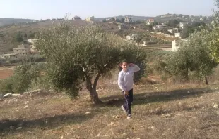 Olivenernte in der Grenzgemeinde Remeish im Libanon, inmitten der neuen Kämpfe. / Rmeish / Facebook page