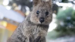 Ein Quokka auf Rottnest Island (Westaustralien). / Natalie Su / Unsplash (CC0) 