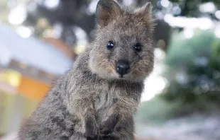 Ein Quokka auf Rottnest Island (Westaustralien). / Natalie Su / Unsplash (CC0) 