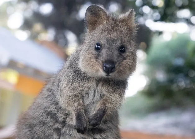 Ein Quokka auf Rottnest Island (Westaustralien).