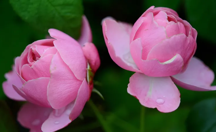 Liebe ist wie die Knospe einer Blume: Sie muss sich jeden Tag neu öffnen.