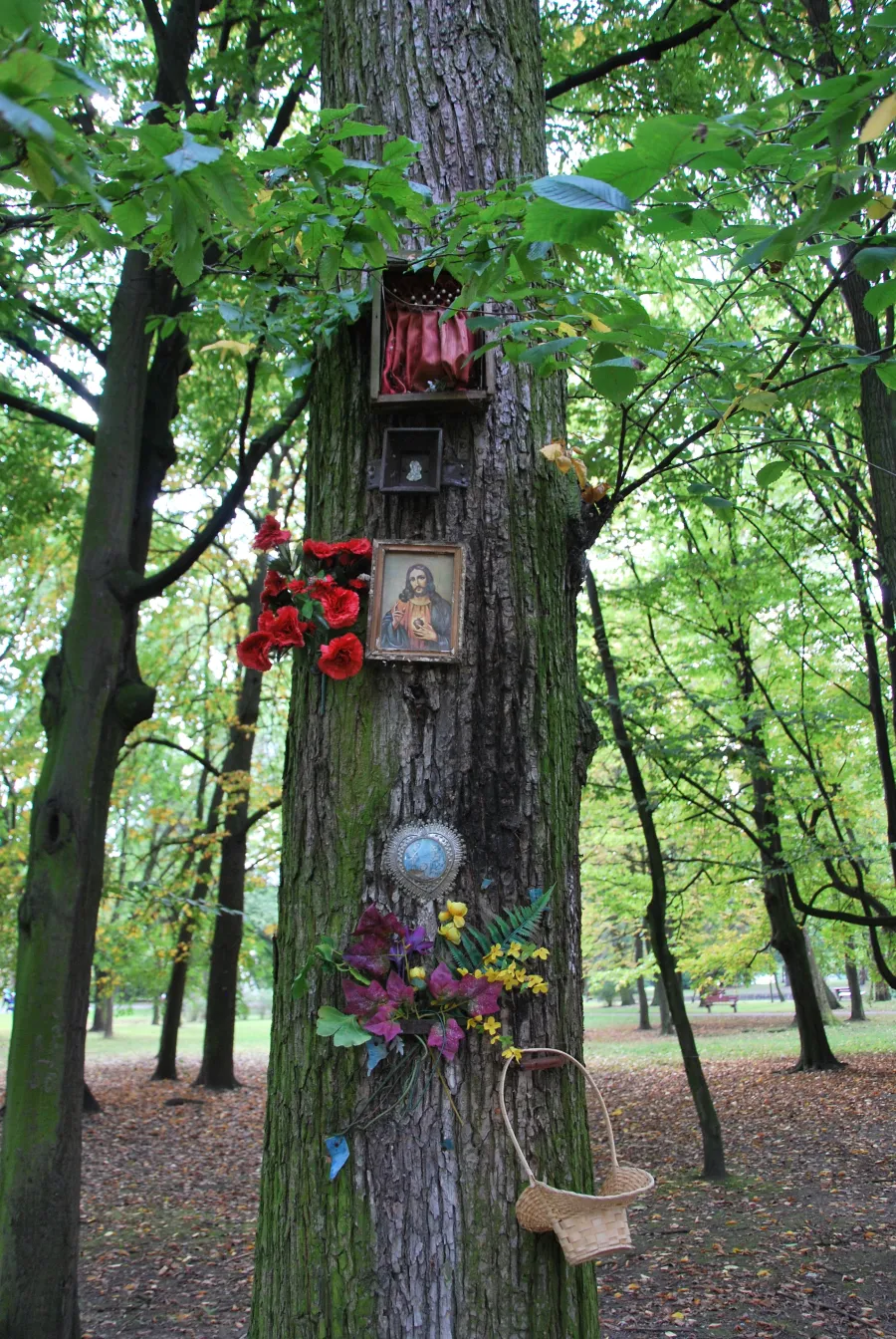 Jesus Christus und die Barmherzigkeit Gottes: Ein liebevoll gepflegter Schrein an einem Baum im Park Słowackiego im polnischen Łódź (Lodsch). 