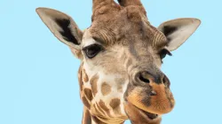 Giraffe (Illustration) / Sian Cooper / Unsplash (CC0) 