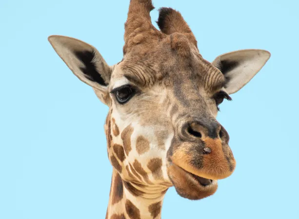 Giraffe (Illustration)